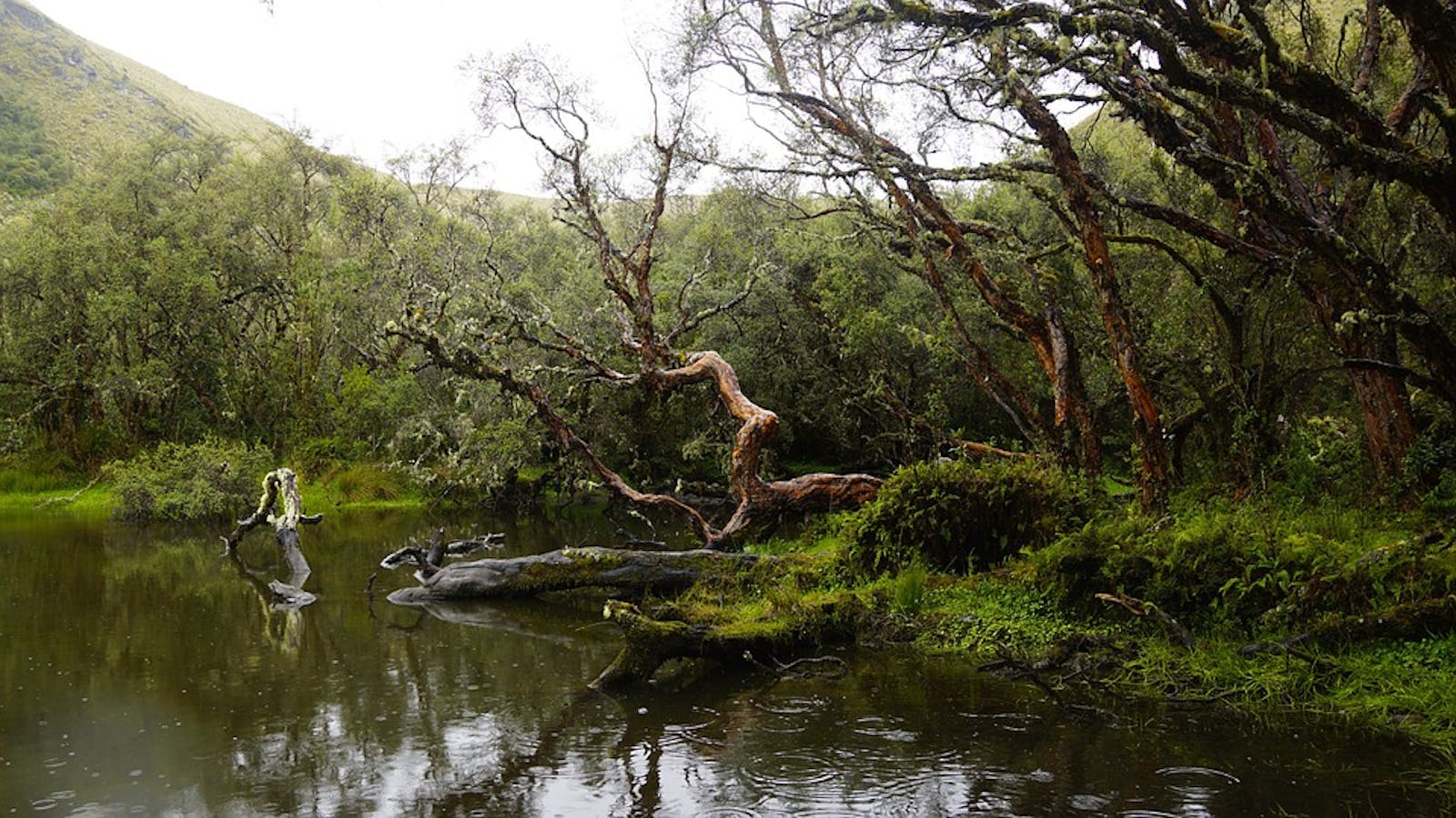 Eastern Cordillera Real Montane Forests